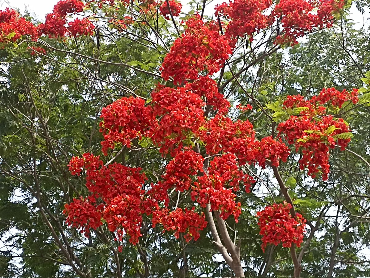#theme_pic_india_tree 
#theme_pic_india_flower
#Gulmohar