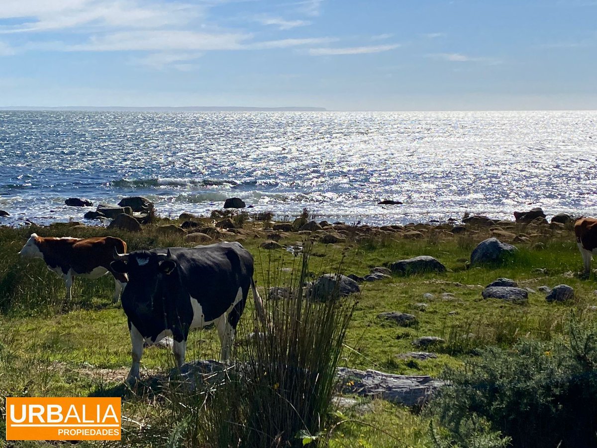 Urbalia's tweet photo. $600.000.000 - Extenso Campo a orillas de la Playa. excelente oportunidad de Inversión en el Sur. Ayacara, Chaitén.

AGENTE
GABRIEL BRITO
+56961859460 

https://t.co/06EaYiu6fA

#CAMPO #CAMPOSCHILE #CHAITEN #PATAGONIACHILE #PATAGONIACHILENA # https://t.co/vfnicbSwJl