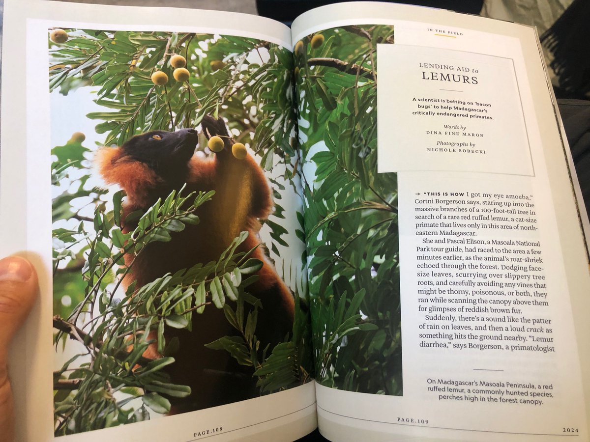 It's fluffy. It's got a bright pink nose. It's very fatty. Meet the peculiar, incredible 'bacon bug' in my May @NatGeoMag feature, with gorgeous @nicholesobecki photojournalism. These bugs, @CortniBorgerson hopes, will help save endangered lemurs.