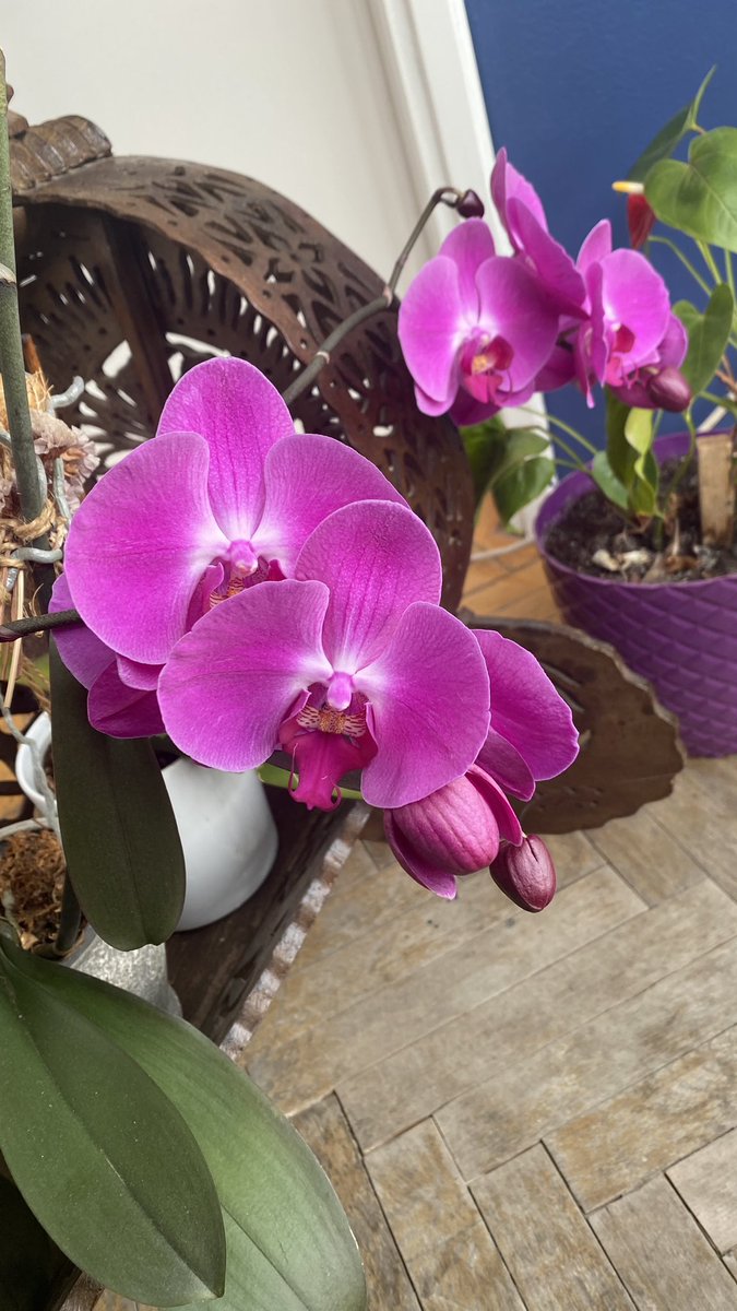 5 yıldır açmayan orkidemin açması şakamıığğ?