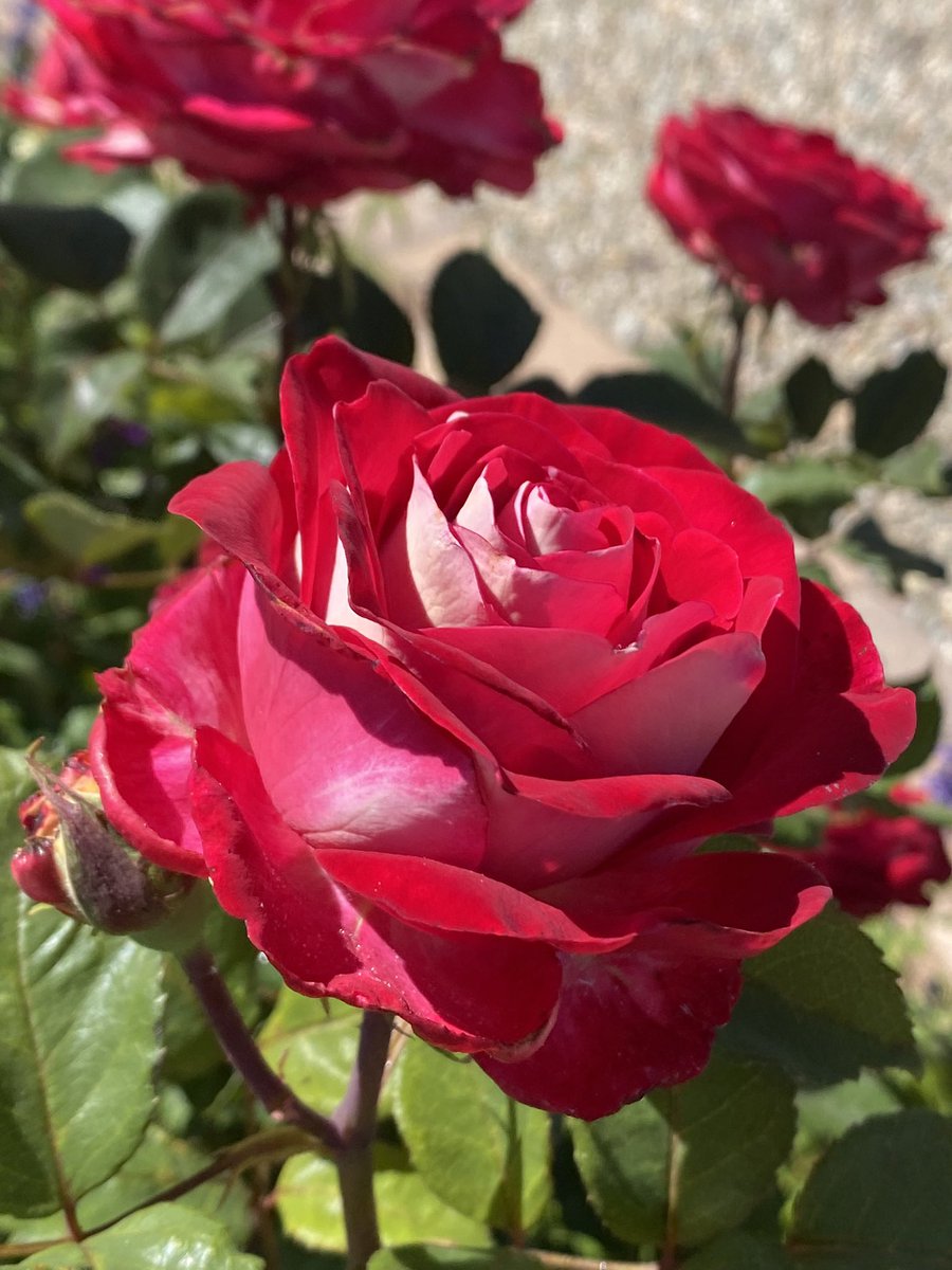 Happy #RoseWednesday from my neighbor’s garden blooming up a storm. #flowers #gardening