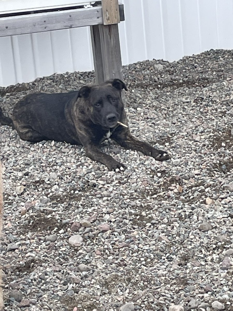 Dillan stops for a smoke break. (Small piece of wood. She dropped it immediately after this photo)