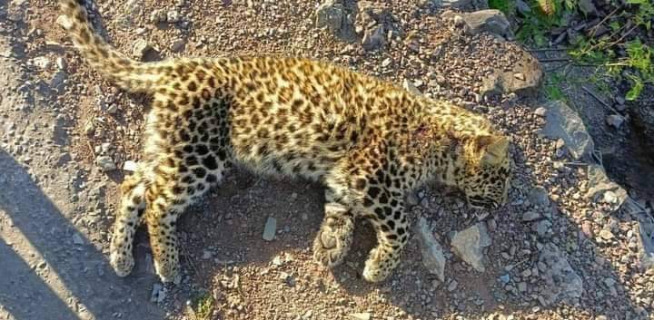 Muzaffarabad: Yet another leopard has met a tragic end in Pakistan-administered Kashmir. This incident occurred on Basantkot Road, Batangi, a suburb of Patika Town. The lifeless body of a leopard cub was discovered, its neck bearing a visible scar. This is not the first time such