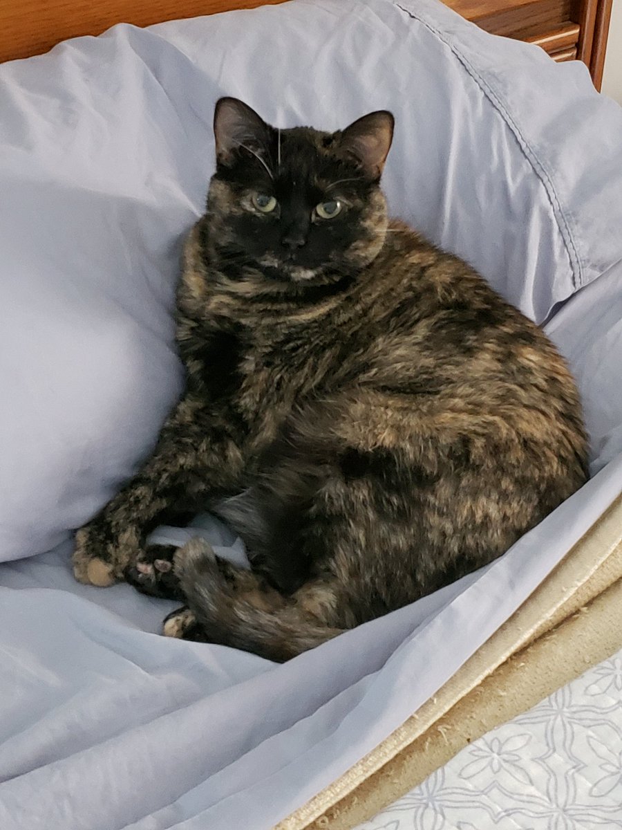 @Mellow_Fello @JoyOfCats @cat01cat01cat01 @PincyCat @chigal111 @LordGraydon @Andy18512371 @SkittlesFriends @Spicyandfriends @Aishatonu Good morning frost here last night but sunny 🌞 now. I am relaxing on the bed grandma is getting ready to go walk. No flowers yet as too cold waiting another 2 weeks. Stay safe Taz