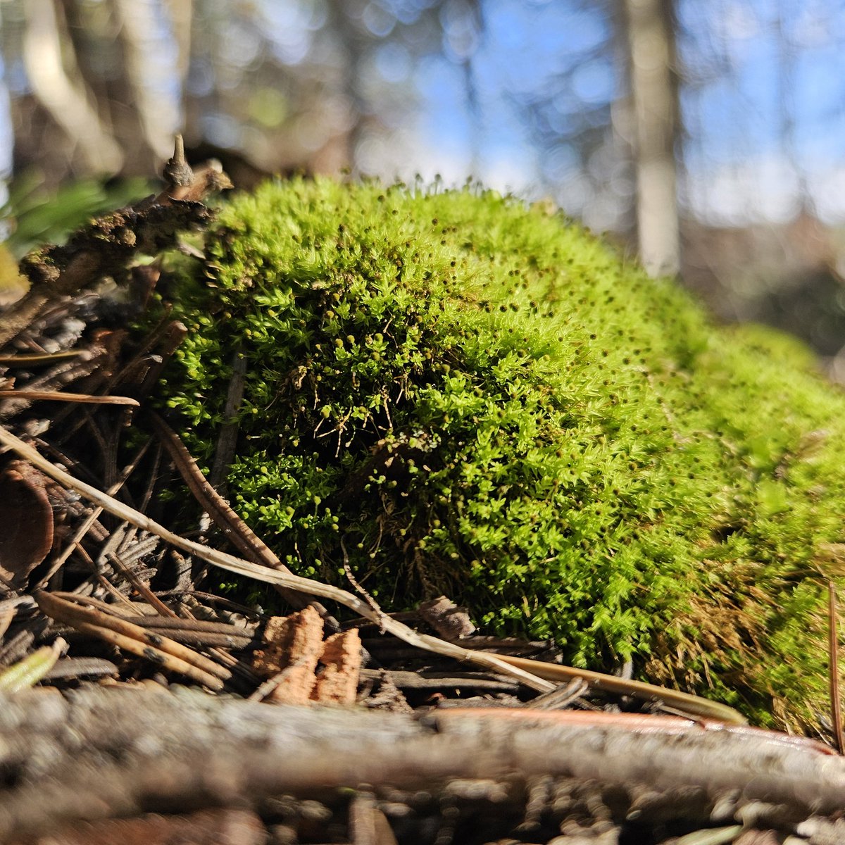 Tuft . #lichen #moss #macro #macrophotography #forestfloor #stopandlookaround #pnw #easternoregon