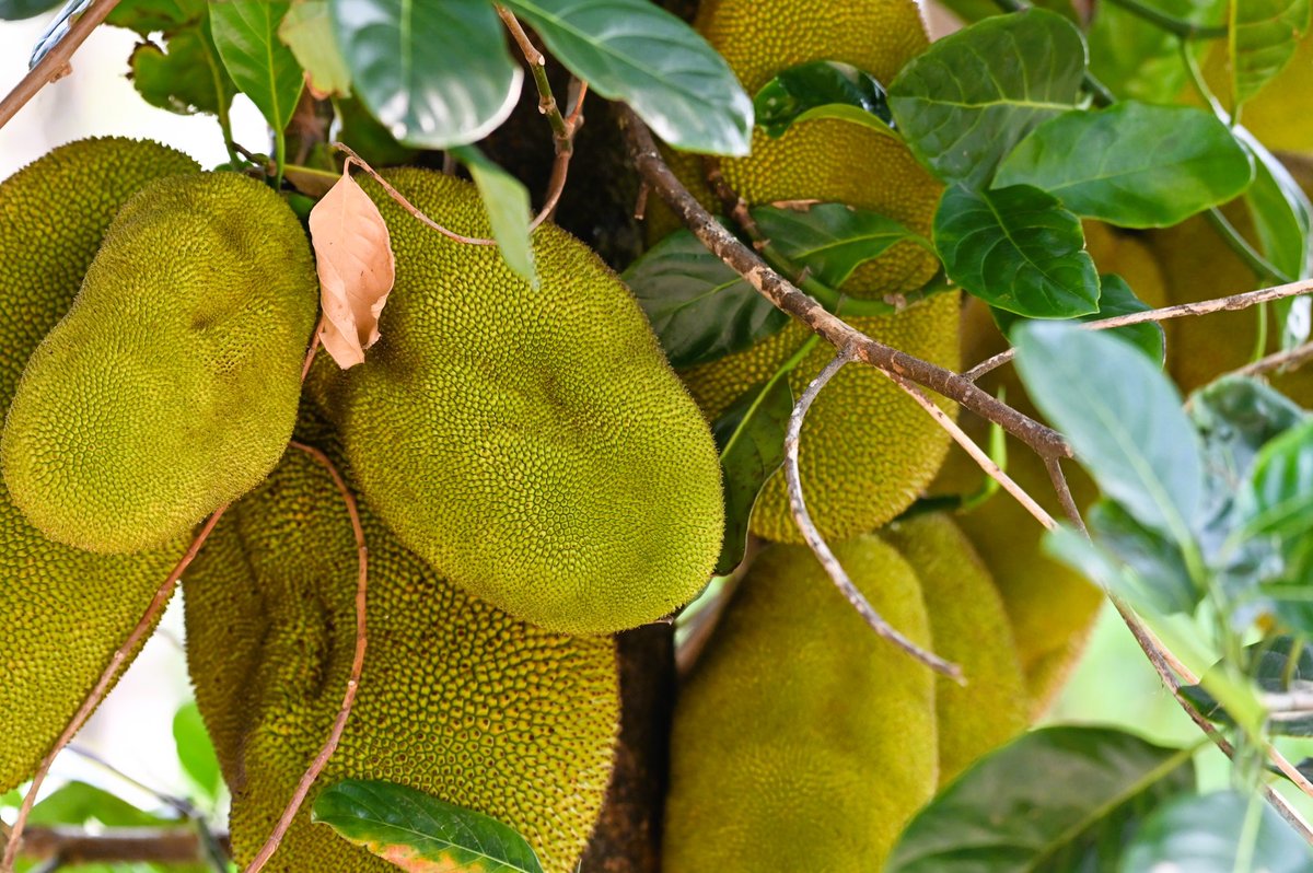 How do u like this delicious fruits? 
Jackfruit Sambar? Jackfruit portal / palya ,, jackfruit papad, jackfruit idli , jackfruit dosay, payasam or just raw 🤤