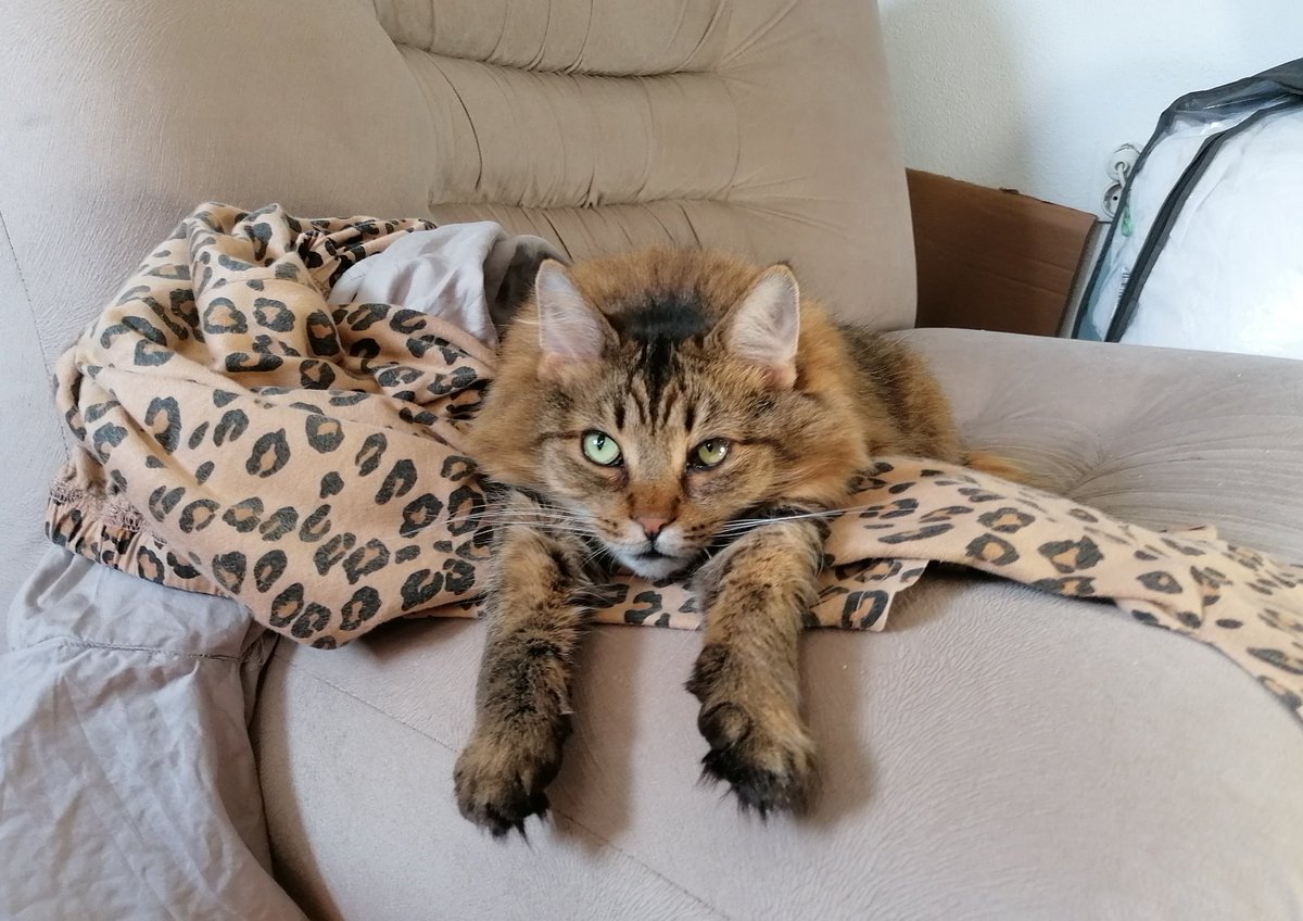 TinselKitten's tweet photo. Hiiiiiiiiiii 🐾 https://t.co/BoAaNXFVRe