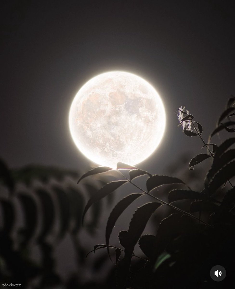 M1ONLOVER's tweet photo. Full pink Moon of april 2024 https://t.co/YdVrr2Pa2n