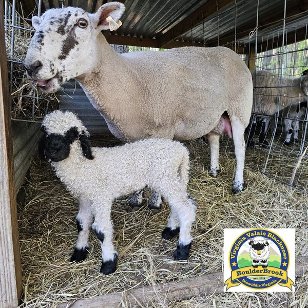 AB Europe tweet media