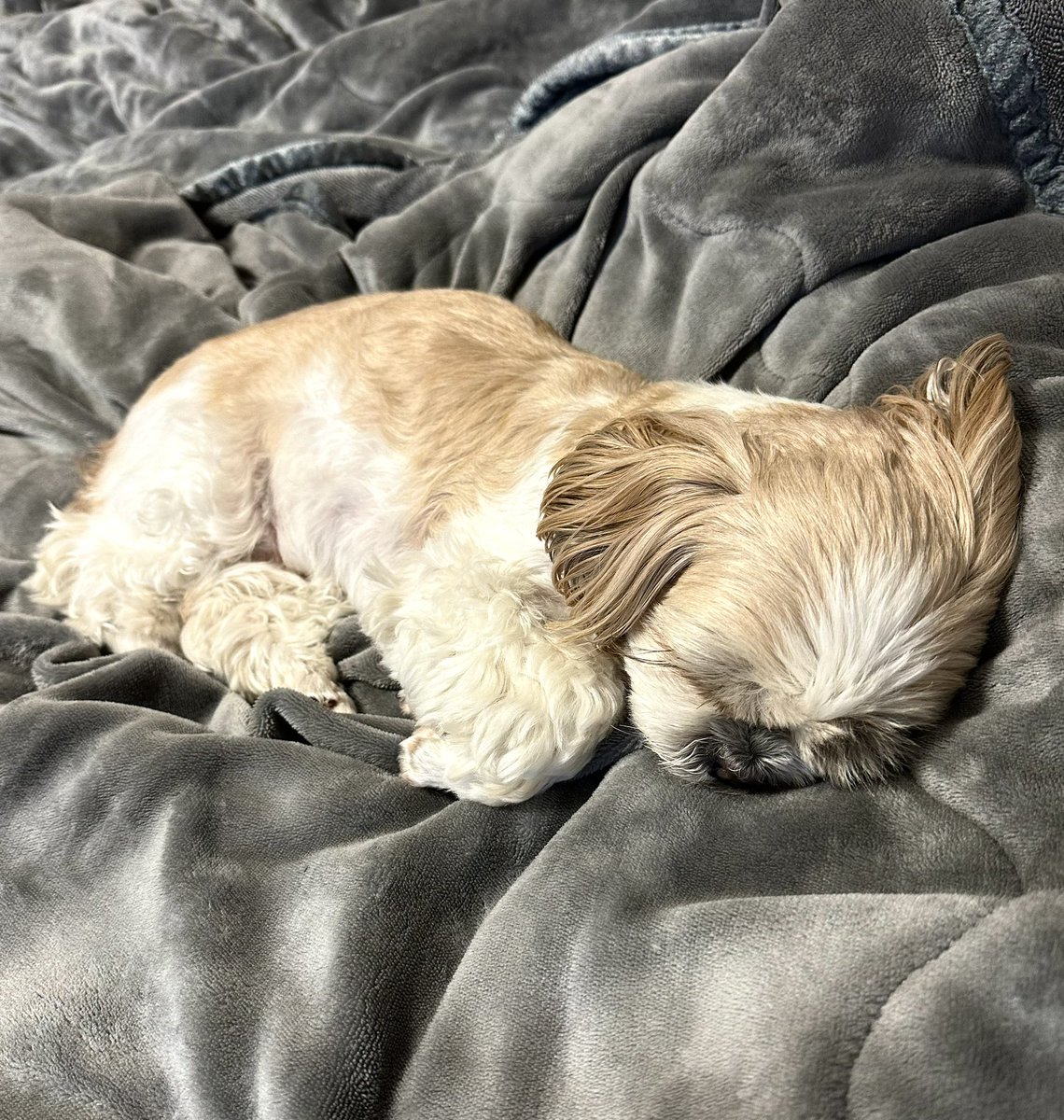 おやすみなさい😴

#犬 #犬好き #犬好きな人と繋がりたい #ワンコ #ワンコ大好き #犬バカ部 #ふわもこ部 #シーズー #シーズー大好き部 
 #dog #dogs #dogstagram #doggy #dogoftheday #doglover #doglovers #instadog #instadogs