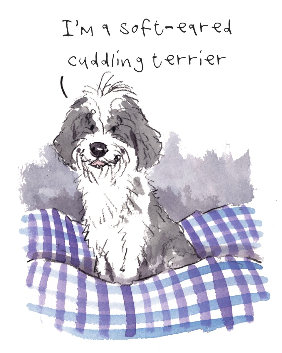 I hope that you are having a really fab day so far, lovely people and lovely dogs.
Do you know any soft-eared cuddling terriers? 
They are a very lovely breed.
I'm wishing you the very best for the rest of your day. 
#hoorayfordogs #cuddle #terrier