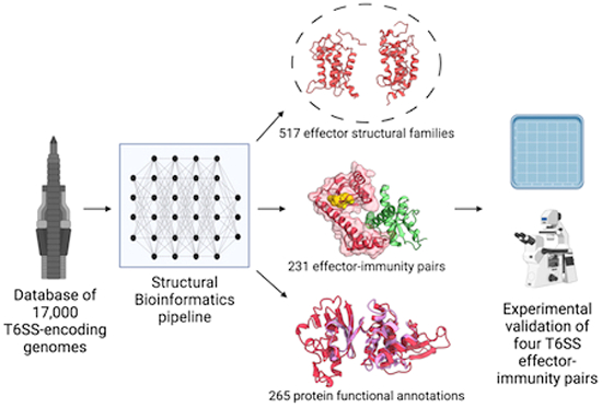 #StructuralBioinformatics tools reveal novel specialized Type VI Secretion System effectors &their cognate immunity proteins, highlighting their utility over standard sequence-based tools ➡️ embopress.org/doi/full/10.10… @AsafLevyHUJI