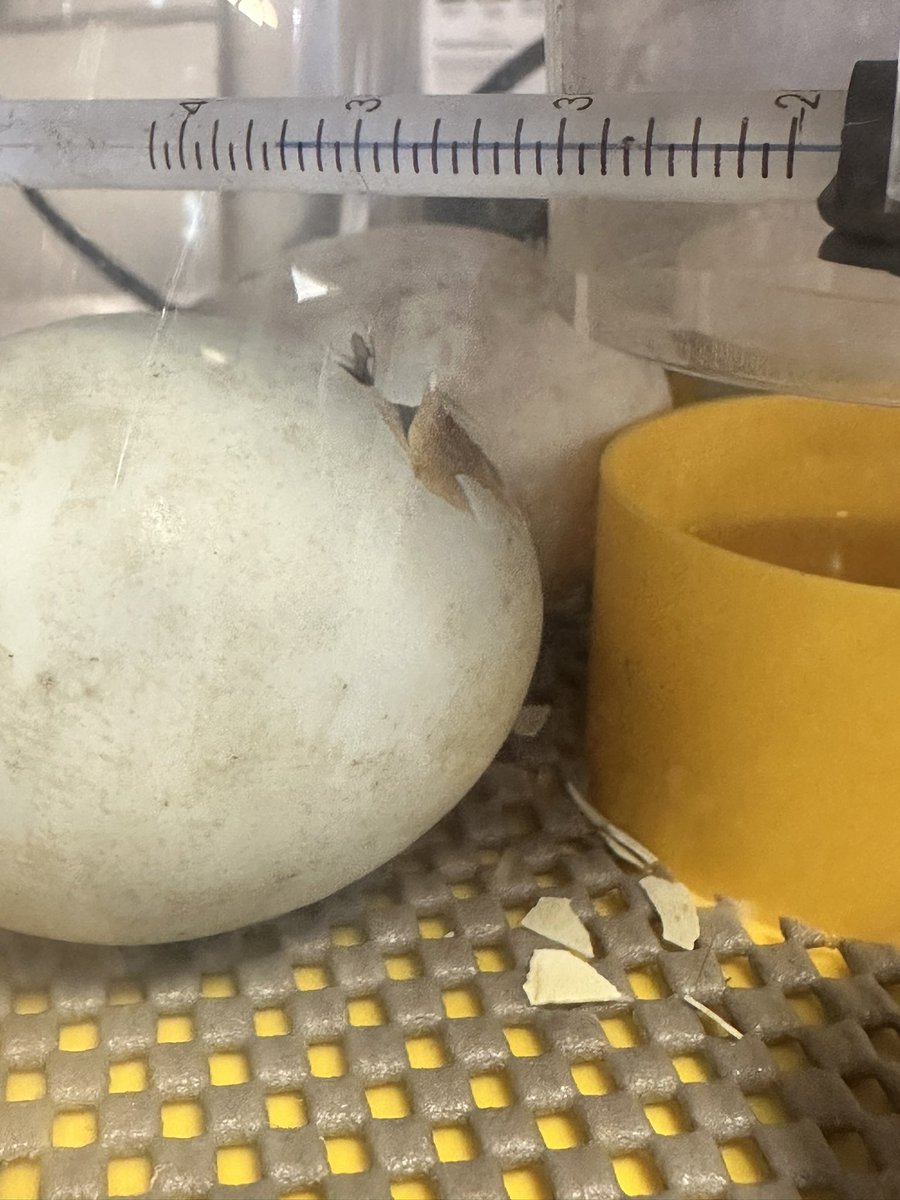 The ducks have arrived at <a href="/yourMHA/">Methodist Homes (MHA)</a> Pennystone! That’s two sets of 5, almost hatched and ready to be loved by the residents. The anticipation of the new arrivals has everyone excited!