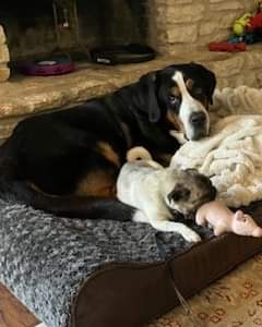 Happy Tail Alert! Chenille, now Mia, has found her forever home. Here is what her new mom shared: 'She is so sweet & loving & no traces of previous trauma. Mia loves Beau, my Swiss Mountain Dog & they’ve become fast friends. She’s loving her new home and yard!'