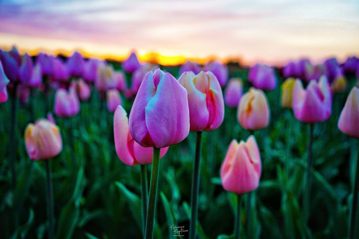 Morning serenity. #KarissasKaptures #TulipSeason #TulipFarm #HollandRidgeFarms #sunrise🌞 #Sunrise #sunrisephotography #Sunkissed #LandscapePhotography #TulipField #njs_tulips2024 #TulipFarm #MorningViews #MorningVibes #sundayfunday