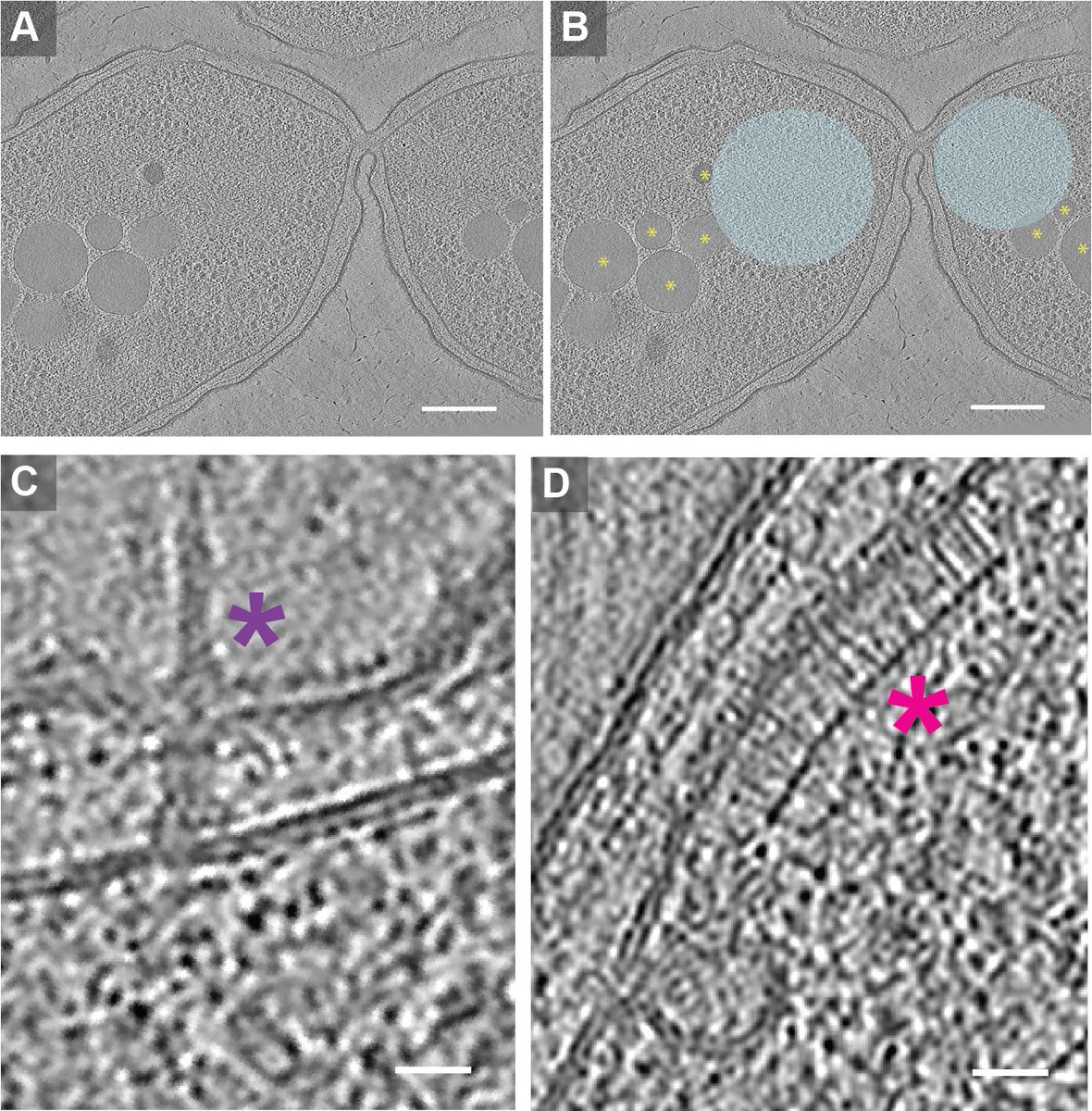 Micropub7n's tweet photo. Cryo-electron tomography of stationary phase Burkholderia thailandensis #micropublication #biology #data #caltechlibrary #Burkholderiathailandensis #DatabaseUpdates #ModelsOfHumanDisease #DataUpdates #NegativeResult https://t.co/CH4KVxkL0G https://t.co/1eBzMDPpvu