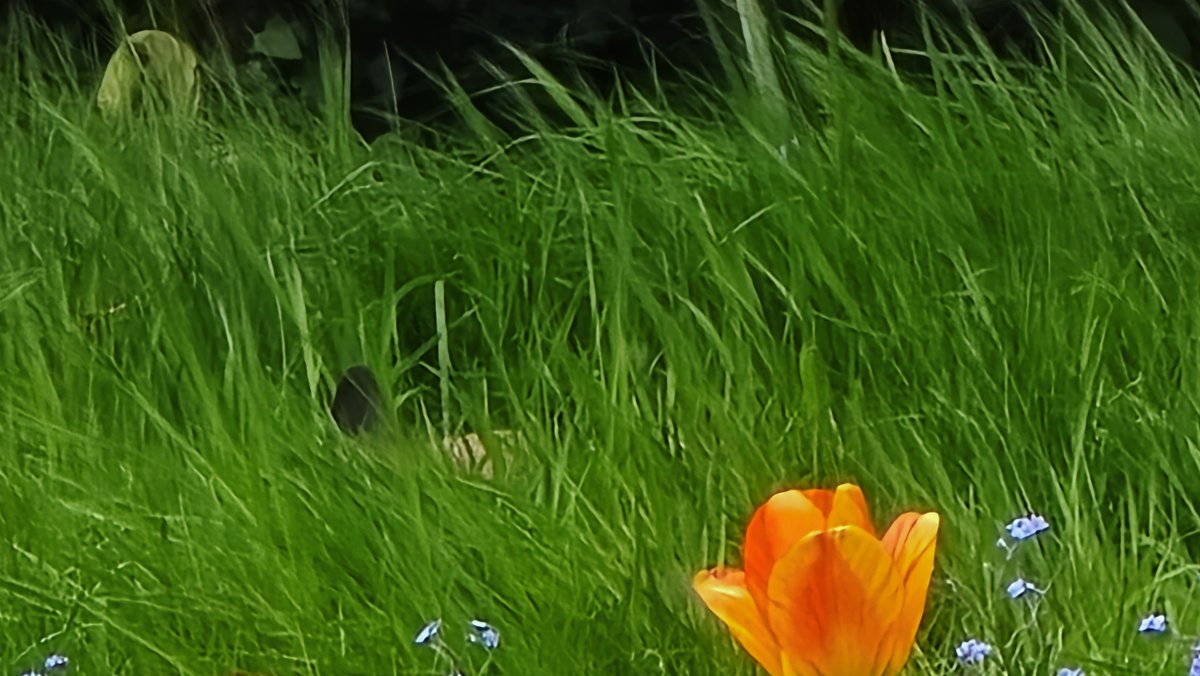 From my office window I can see the ear of a fox cub asleep on our lawn.