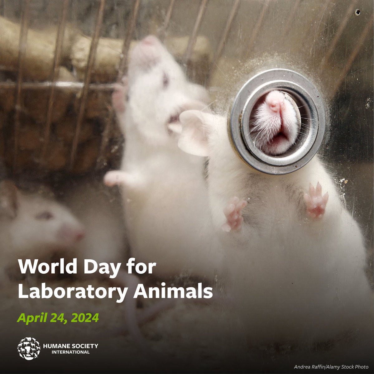 ‼️ Millions of animals experience intense distress confined in labs—even before the painful experiments have begun! Today on #WorldDayforLaboratoryAnimals we honour these voiceless victims by recommitting to advocate for #ScienceWithoutSuffering and driving policy reform. 🐀🧪