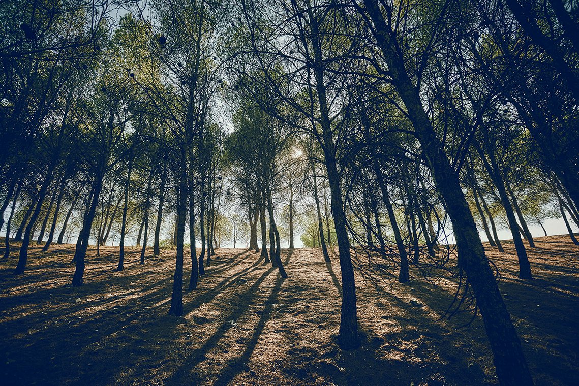 🌿 Escuchar los sonidos del bosque, oler sus plantas aromáticas, tocar sus árboles... El centro municipal Chico Mendes propone el paseo familiar 'El bosque con los cinco sentidos'. Este sábado, de 11.00 a 13.30, nos adentramos por el cerro del Telégrafo. rivasciudad.es/noticias/trans…