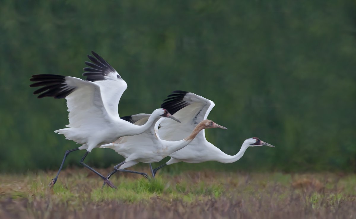 #WhoopingCranes are North America’s tallest bird, with the only self-sustaining population breeding in Canada! The cranes will be migrating back to #WoodBuffaloNationalPark, which stretches across #Alberta and the #NWT, in the coming weeks! Have you ever seen a whooping crane?🪽