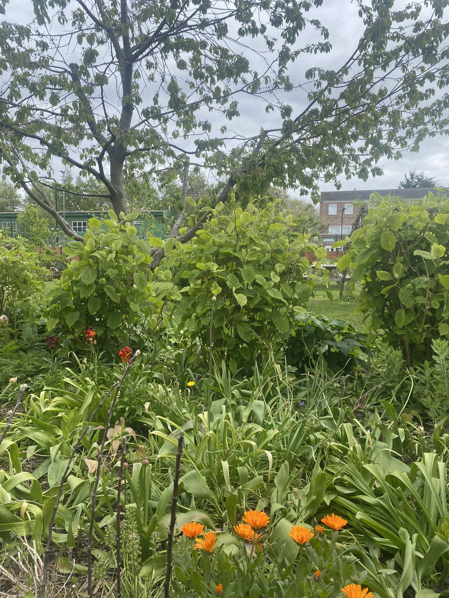 It’s #GreenerAHP week & AHPs @NHSHomerton have been finding out about local community organisations that support the green agenda- like @H_SchoolofFood supporting access to growing, cooking &eating healthy food for all. @powerupcandh @AcuteHomerton @acrt_homerton @HARKPhysio