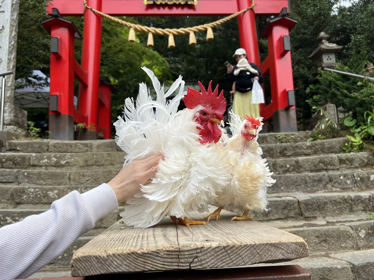 《拡散希望》
本年もニワトリの展示会開催です。

開催日：5月3日〜5日
場所：鷲子山上神社
 栃木県那須郡那珂川町矢又１９４８

神社の参道にて展示を行っています。
鶏はお触りOKです。
触りたい子が居たら、展示担当者にお声がけ下さい☺️
お気に入りの子がいれば、卵や雛の譲渡も出来ます。