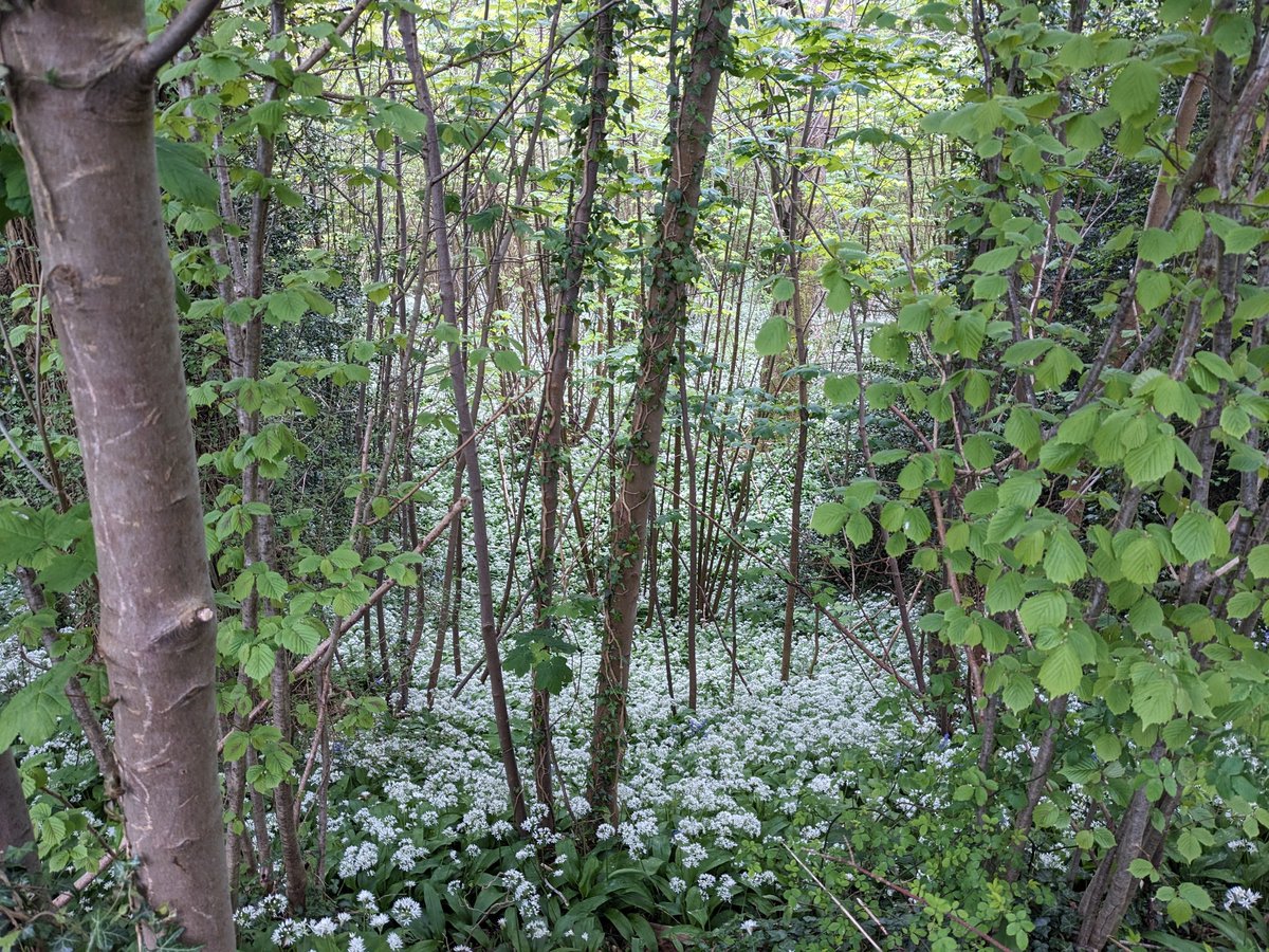 frank_czar's tweet photo. Wild garlic as far as the eye can see at One Tree Hill https://t.co/bQJSPe0dYm