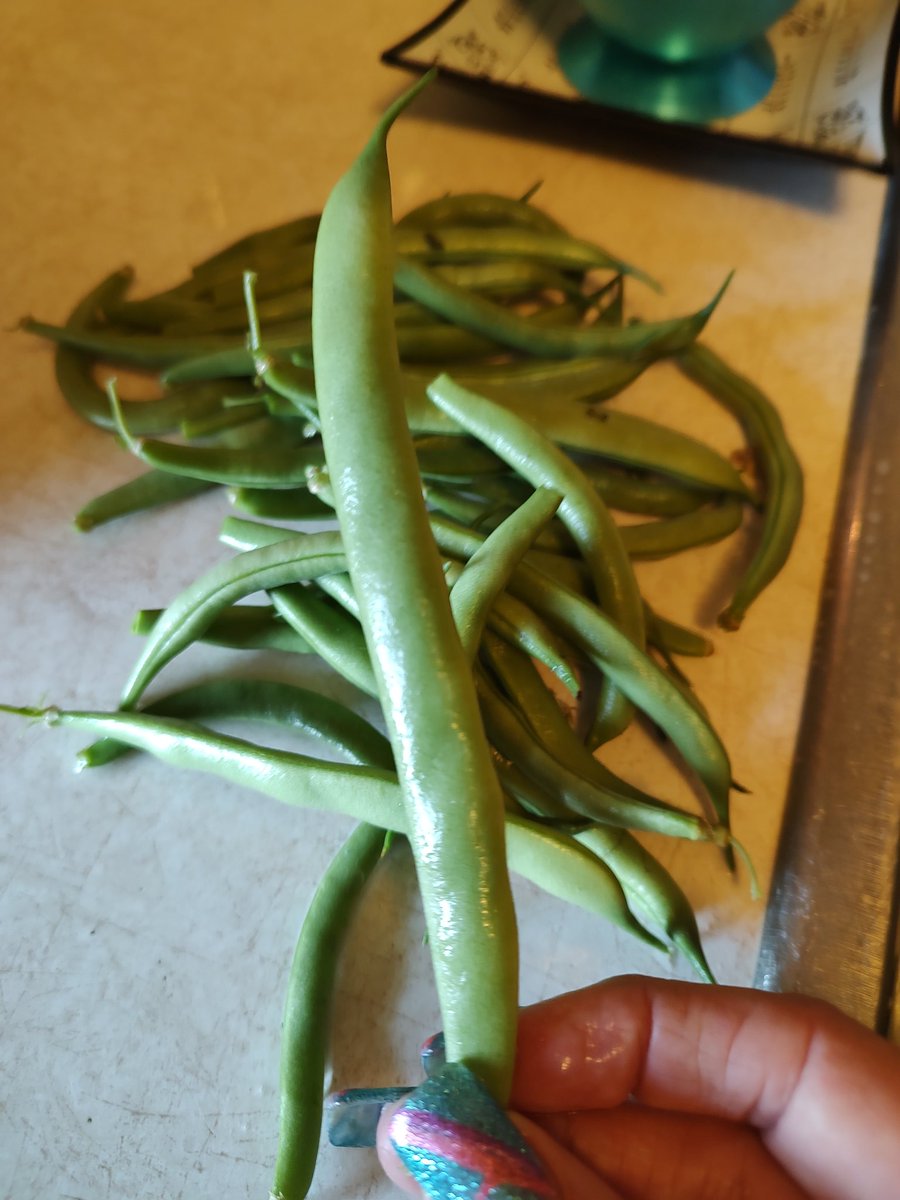 Look at all the beans this morning and check out the size of some of them.