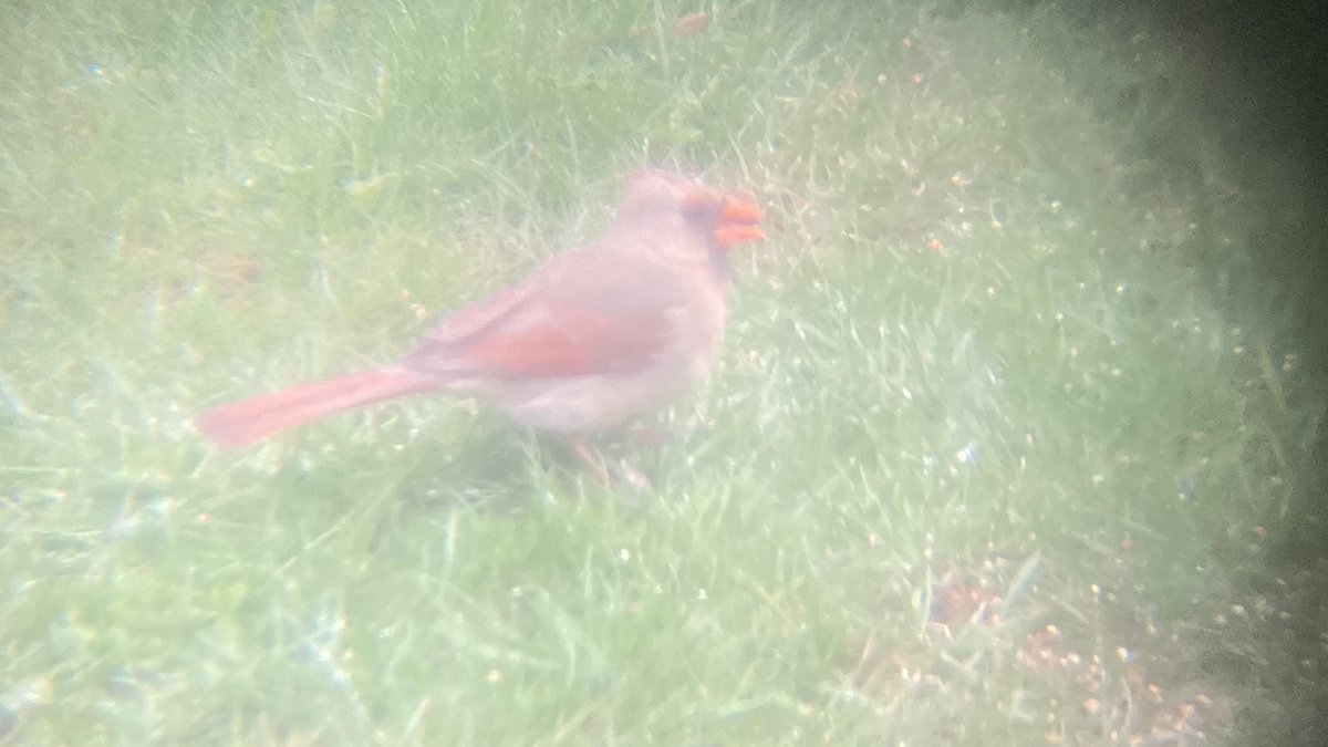 First time seeing a Northern Cardinal 'in town'  #CapeBreton #birds  (iphone through binoculars, through plastic, through glass 🤪)