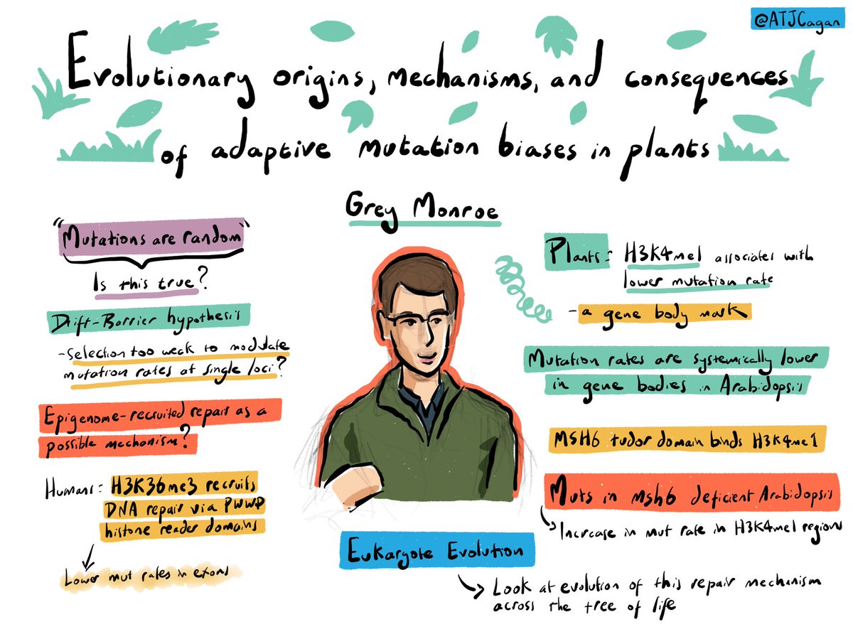 Talk by @Grey_Monroe on the mechanisms and evolutionary origins of adaptive mutation biases across species #MITS24