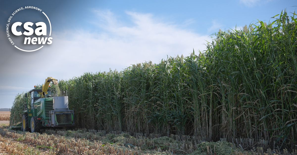 When we talk about canopy architecture, we don’t mean gazebo design. Learn how canopy architecture traits are associated with productivity in sorghum. ow.ly/cEia50RmzLl