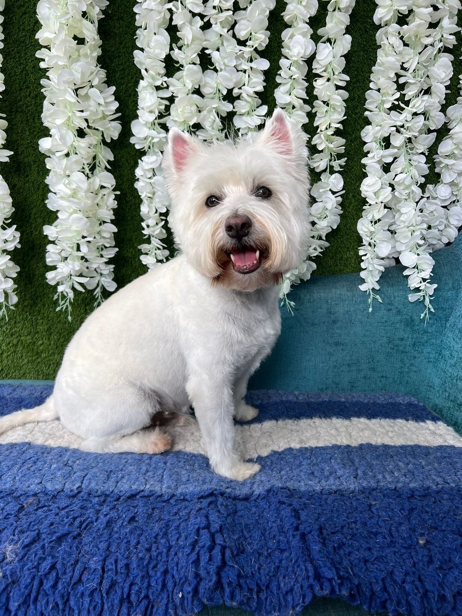 Bobby Watson RIP Busby Watson, Archie, Winston ❤️ tweet media