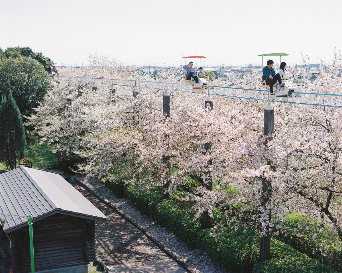 来年もまた上から桜を眺めたい。

#Pentax67
#Portra400