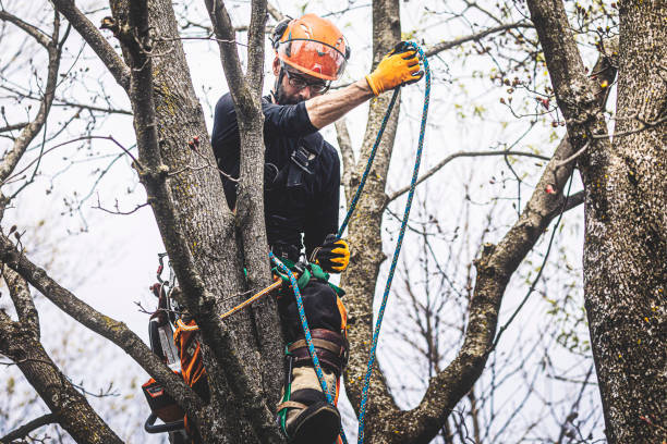 NeumannTreeCo's tweet image. Before hiring tree services, assess your property and identify specific needs, such as tree trimming, removal, or health assessment. This will help you communicate clearly with the service provider and ensure you receive the most appropriate services. #tipoftheday