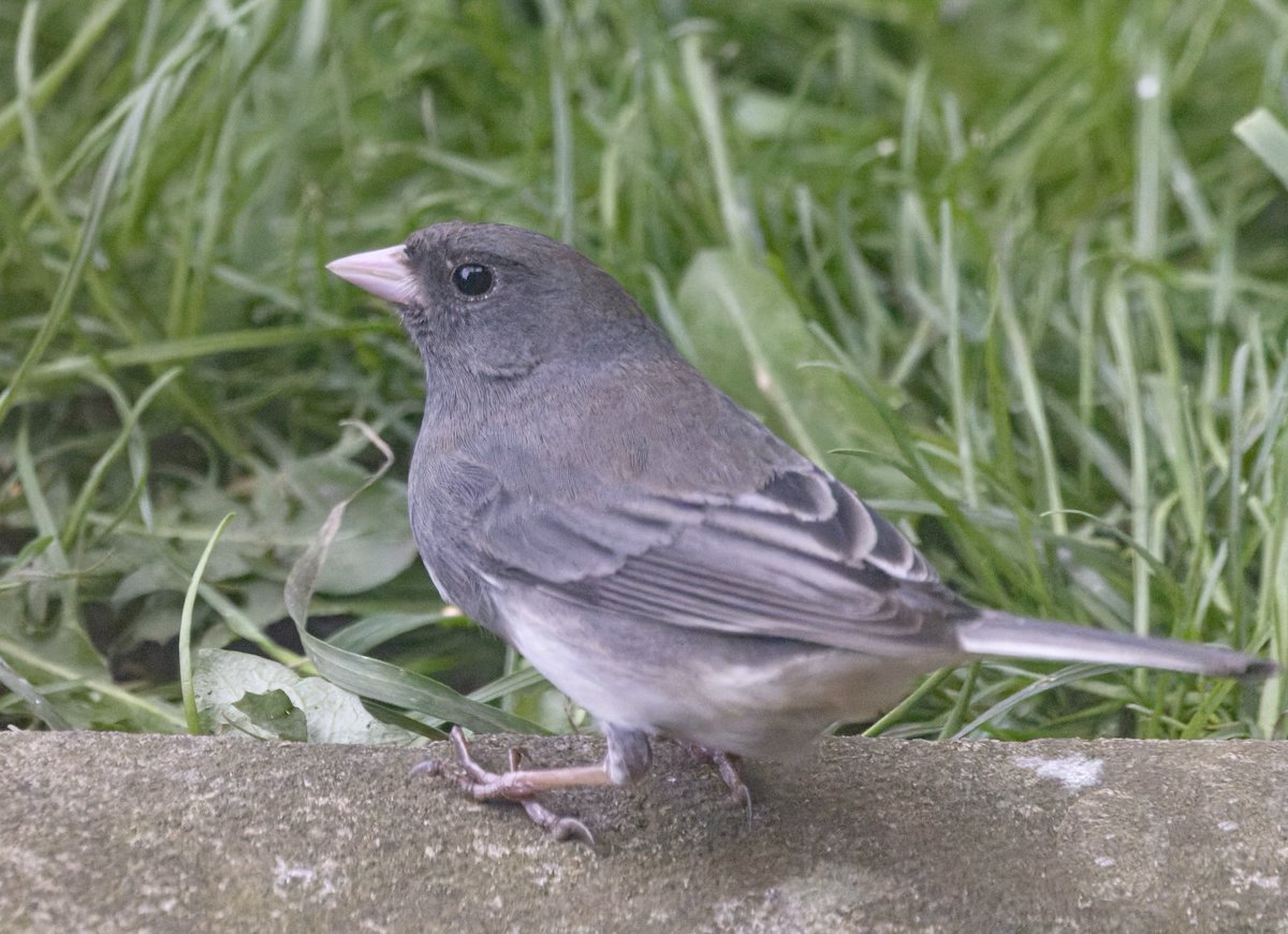 Dark-eyed Junco in a small garden at Hartlepool this morning was a surprise addition to the county list!
