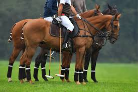 poloday_'s tweet photo. Dive into the world of polo with our latest blog post! From mallets to martingales, discover the must-have gear for players and horses. 🏇
https://t.co/CzQwWYkDtM

#polo #equipment #Argentina #poloargentina https://t.co/GAtCFdQHSK