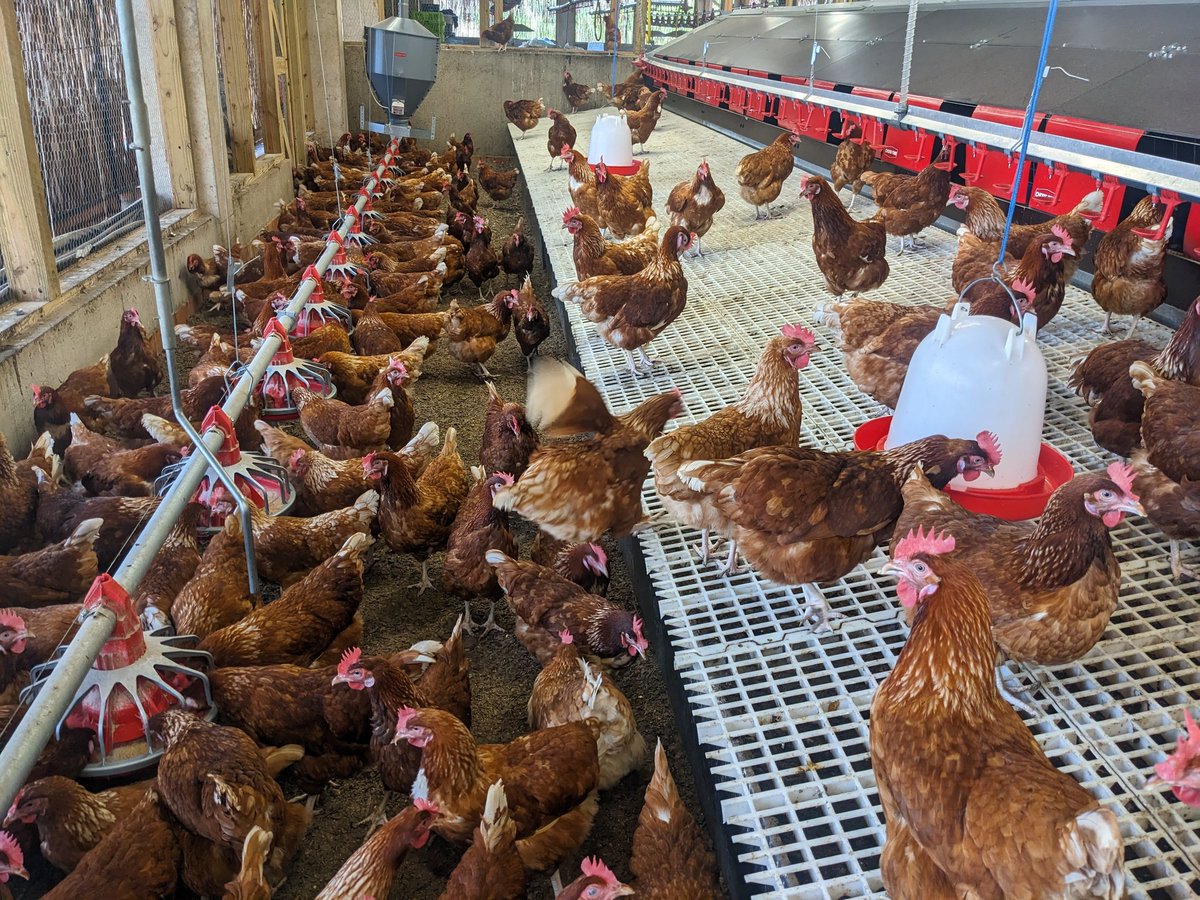 Dear farmers, your chickens cannot be productive unless they are healthy.

- Keep biosecurity measures,
- Timely vaccination,
- Regularly veterinary checks,
- Proper hygiene and sanitation,
- Healthy feeding,

Other factors? Drop them in comments.