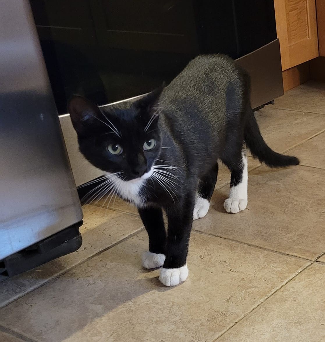 Black and white cat missing From Woodridge area (Budlong Rd) wearing a purple flea collar #Cranston #RI - Black w/ White #lostCat Please contact if sighted or found: buff.ly/4aESXVD #RhodeIsland #LostCat