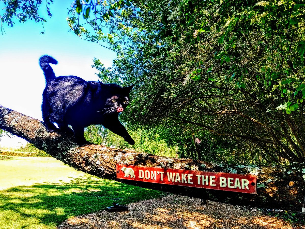 'Hocus' the bear hunting cat from Goshen, Alabama 😼🐻(licking her nose pic) @HubReynoldsJr @joebonsall @wlgolden @jimmystarshow @BillionMagazine @NatGeoPhotos @CatWorkers @meowingfromhell #CatsOfTwitter #photography