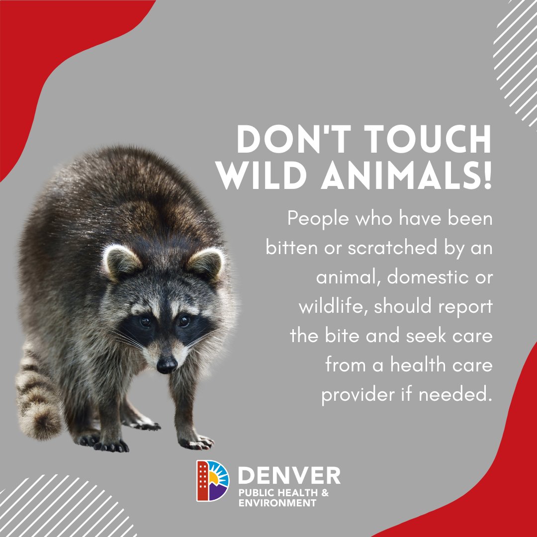 While the animals you encounter in the wild may be cute and furry, they can be dangerous & even carry diseases such as #rabies. We remind #Denver residents to exercise caution & avoid contact with wild animals 🐺🐇🦌 denvergov.org/Government/Age… #KeepWildlifeWild #PublicHealth