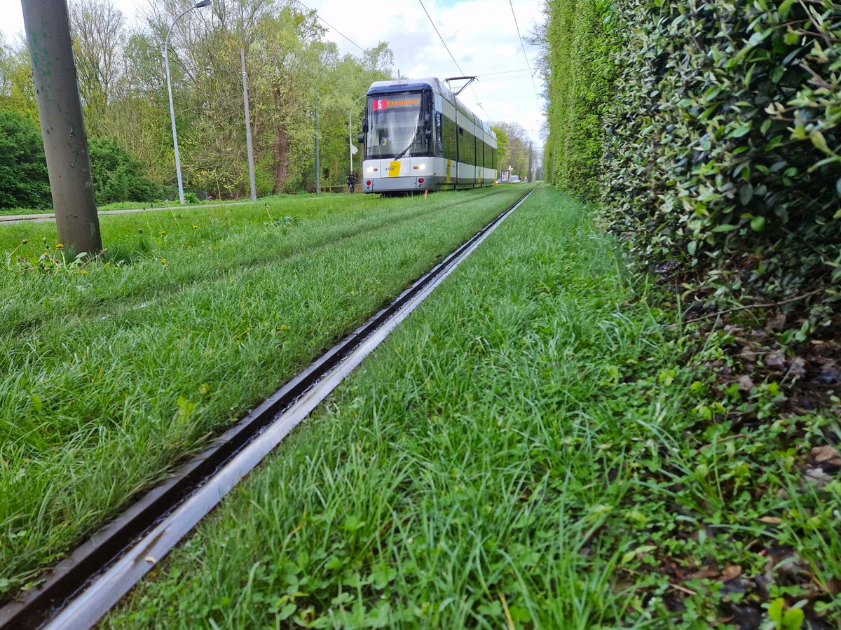 Waar gebruik je Microclover? Overal! Van #golfbanen tot #parken en #sportvelden, Microclover maakt onderhoud eenvoudiger en goedkoper, bespaart op #stikstofbemesting en onderdrukt onkruid.

Alle voordelen van Microclover vind je hier 👇
ow.ly/XMoL50Ri8YR