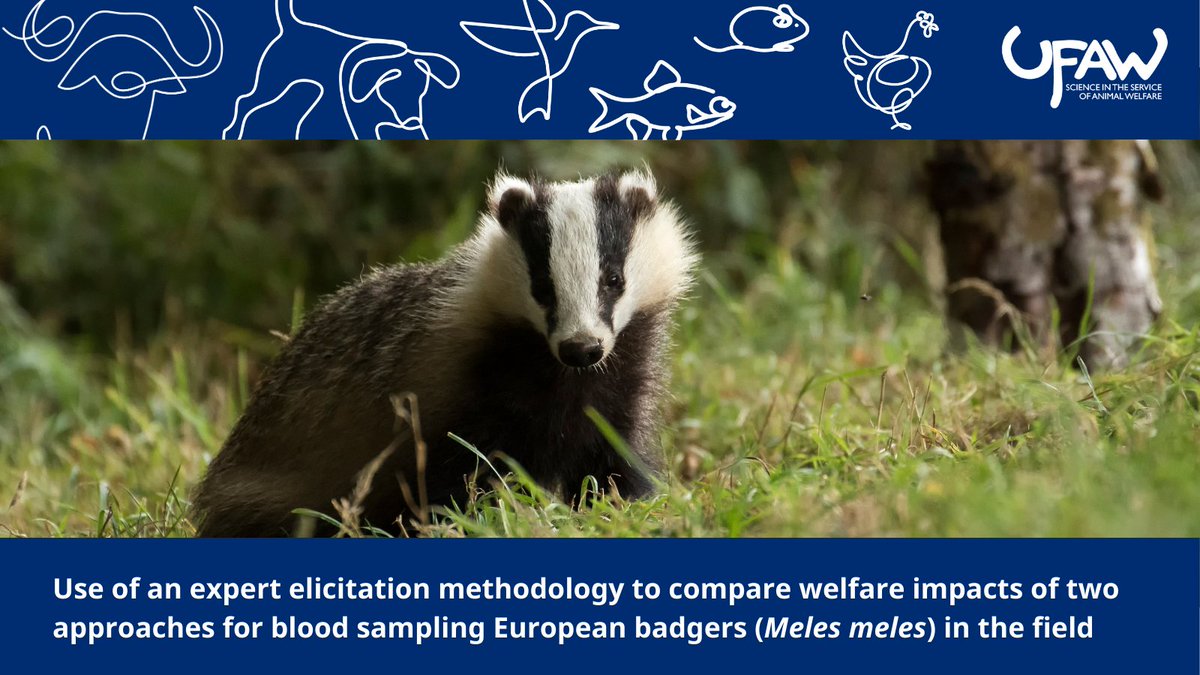 📢NEW STUDY compares new technique for blood sampling #badgers against a pre-existing method to determine which is better for welfare. Researchers concluded the new method was no worse for welfare and possibly had a lower overall negative welfare impact.➡️ow.ly/LLxl50RljPw