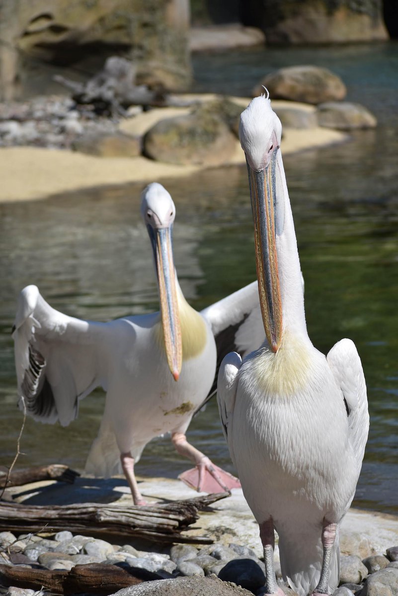 marylandzoo tweet picture