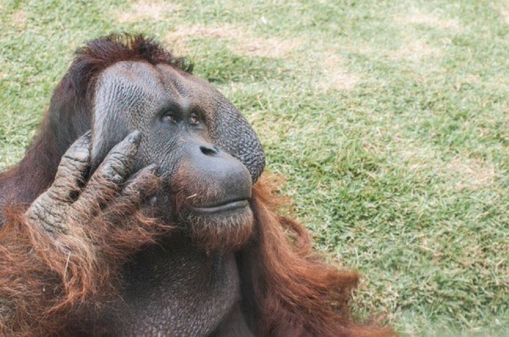@fasc1nate Reminds me of this fascinating story :

Meet Fu Manchu, the ingenious orangutan from Omaha’s Henry Doorly Zoo in Nebraska. This clever primate became a sensation in the late 1960s for his remarkable escapades.

Fu Manchu was known for his friendly and playful nature, often…
