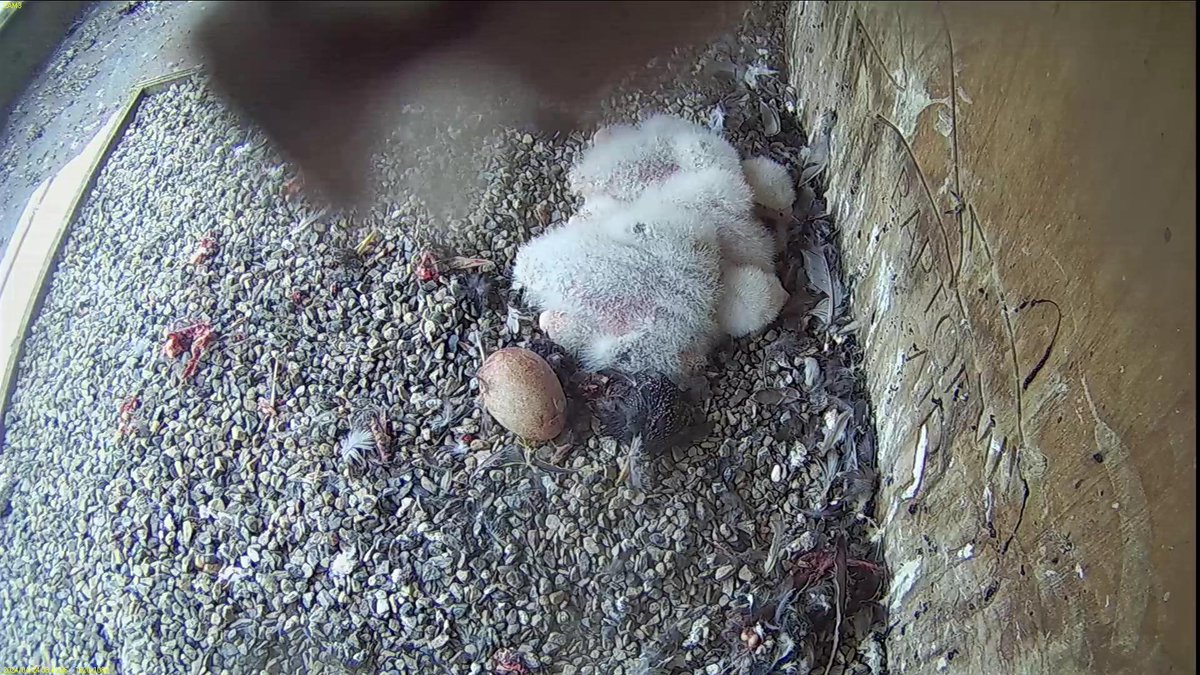 FaBPeregrines tweet picture