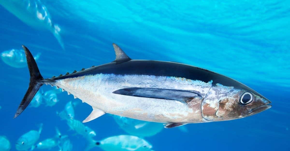 How will climate change affect marine predators like albacore tuna? This research from Drs. Miram Gleiber & @steph_j_green explores this question using a unique traits-based approach. Check out their blog post to learn more! lenfestocean.org/en/news-and-pu…