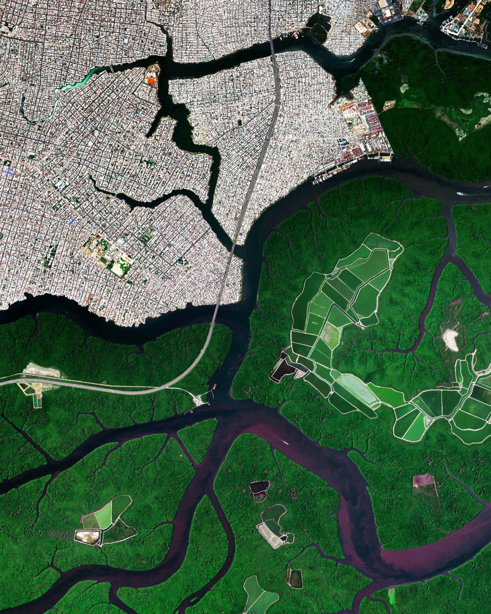 Guayaquil, Ecuador, sits on the upper stretches of the Guayas River estuary, adjacent to a 235-square-mile network of tributaries and mangrove forests. Since the 1970s, commercial shrimp farms have become commonplace in the estuary, leading to mangrove deforestation.