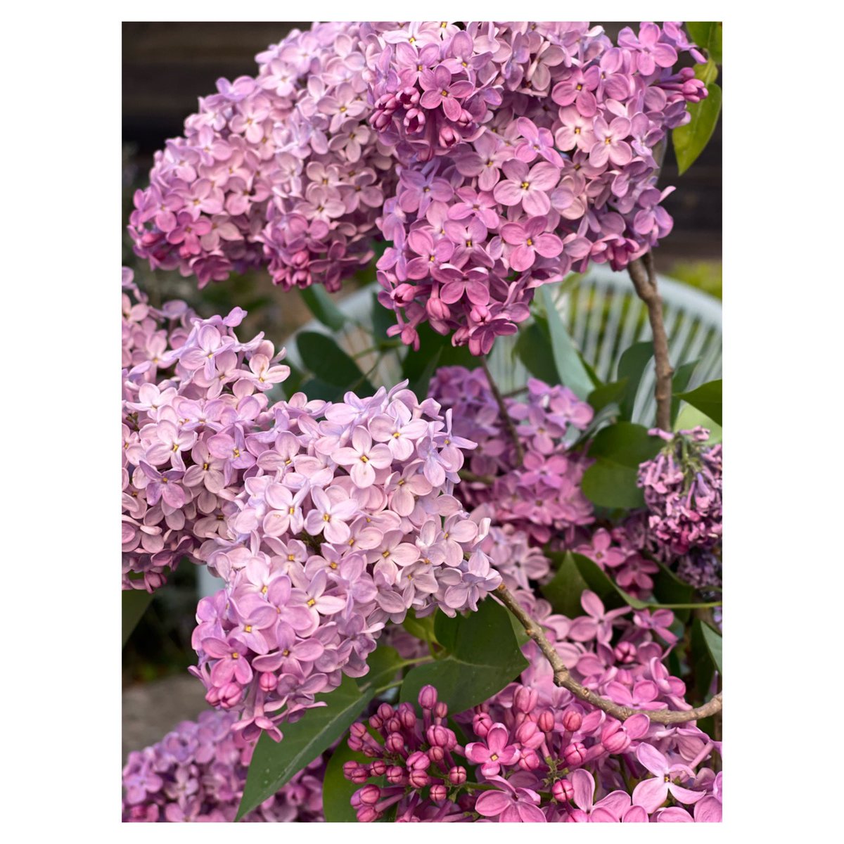 Lilas 💜

#lilas #flowerstagram #colorsofnature #flowers #lilac #home #friendtime #blossom #wipplay #grainedephotographe #igersfrance #localproduct #springcolors #springphotography