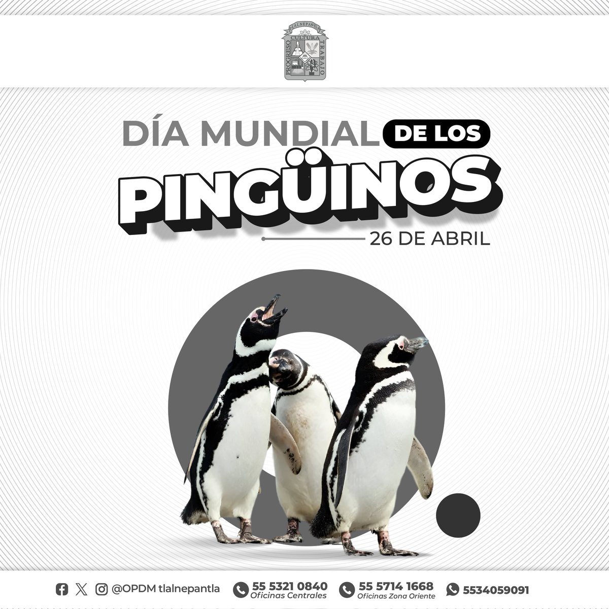 #DíaMundialDelPingüino Ayudemos al pingüino a que no se quede sin su hábitat, cuidemos el agua. 💦🐧