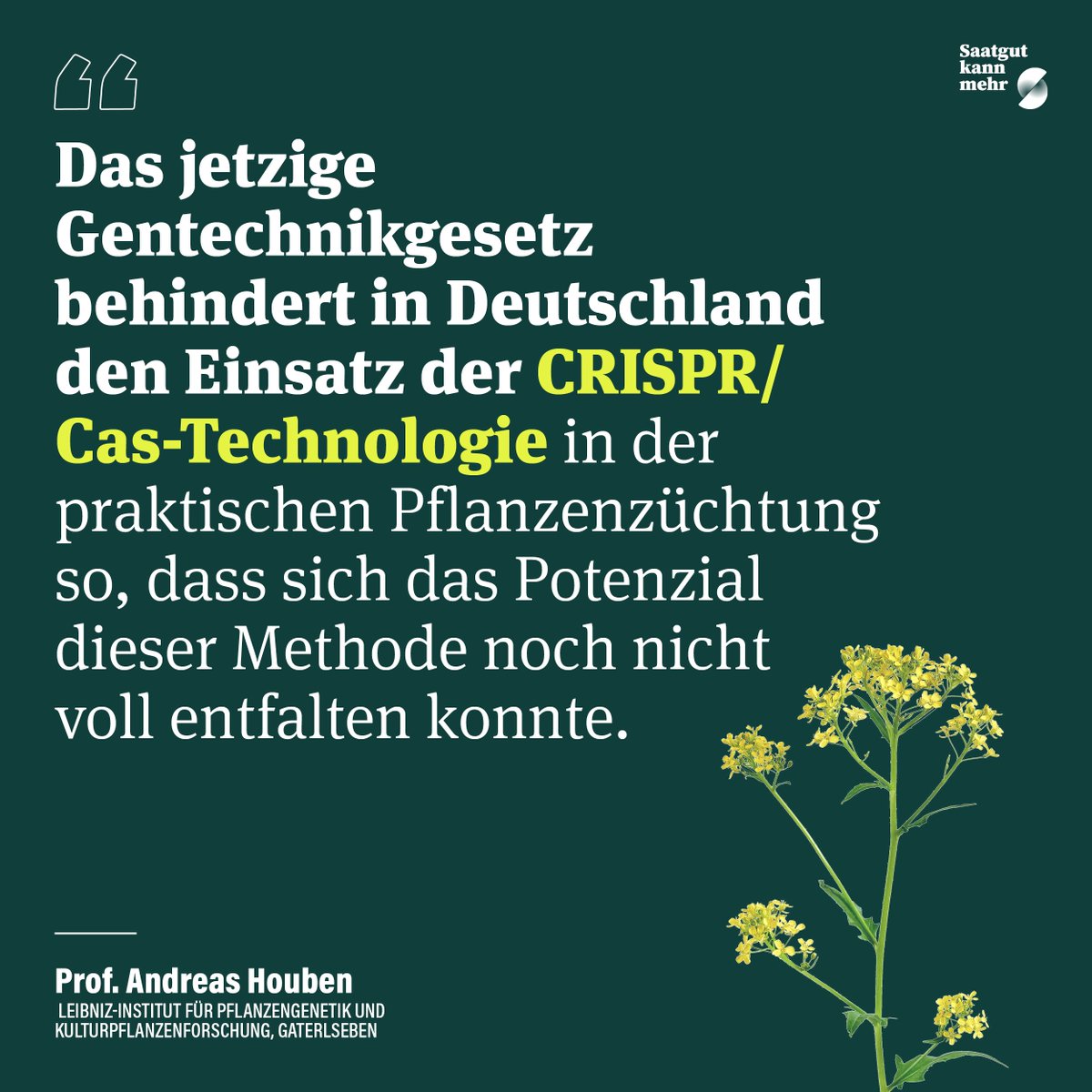 SaatgutKannMehr's tweet photo. Mit Werkzeugen wie der #Genschere #CRISPR können Nutzpflanzen klimaresistent &amp; ertragreicher gemacht werden, doch die Gesetzeslage in DE und der EU schränkt die Pflanzenzüchtung stark ein. @Houben_lab (@LeibnizIPK) Beitrag von Birgit Hermes für @ZDFheute: https://t.co/G1YlaEESrG https://t.co/lsrd8oBdo4